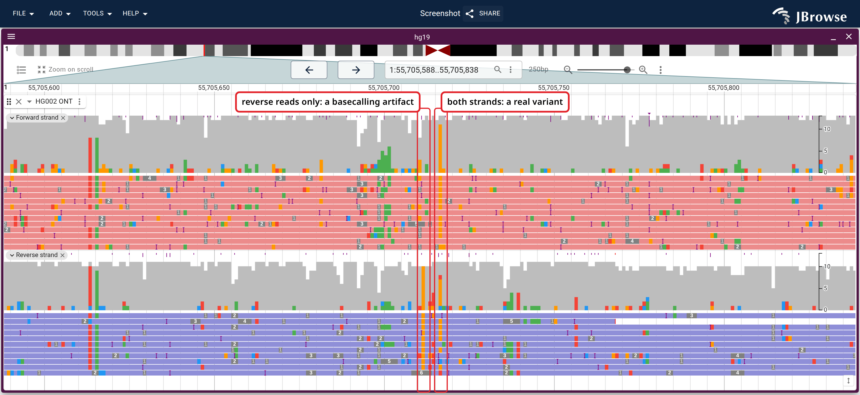 HG002 nanopore reads grouped by strand, each band colored from only its own strand's reads. At the left boxed column only the reverse reads disagree with the reference, a basecalling error; at the right one both strands do, a real variant.