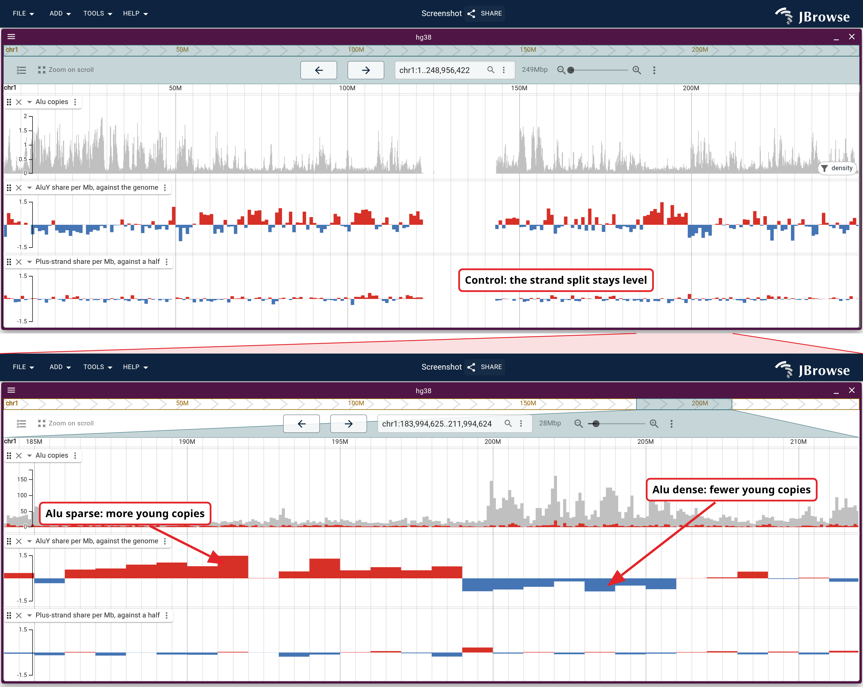 Top, chromosome 1 end to end: Alu copies from the density sidecar, the AluY share per megabase against the genome-wide share, and the plus-strand share against a half. Under the wedge, the same three tracks over a stretch where Alu-sparse megabases meet Alu-dense ones, with the copies now counted per bin in grey and AluY in red.
