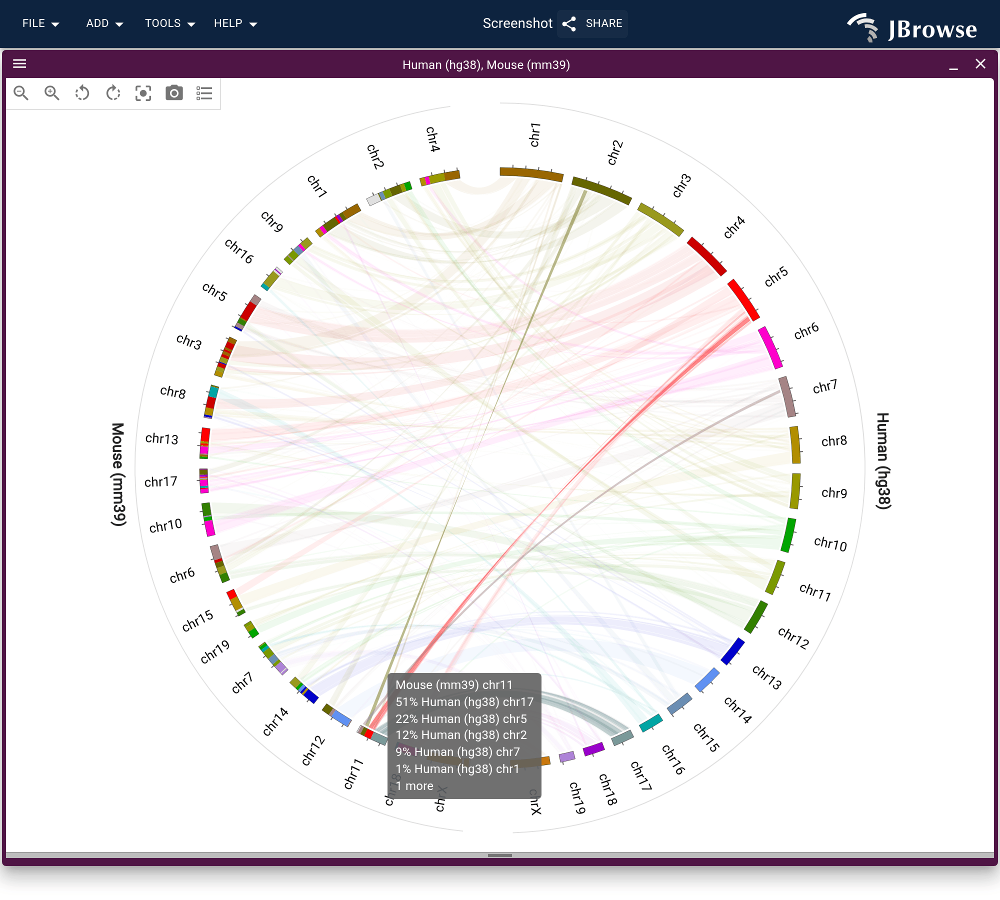 Hovering mouse chr11 dims every ribbon that does not touch it, and the tooltip lists the human chromosomes it is assembled from, largest share first.