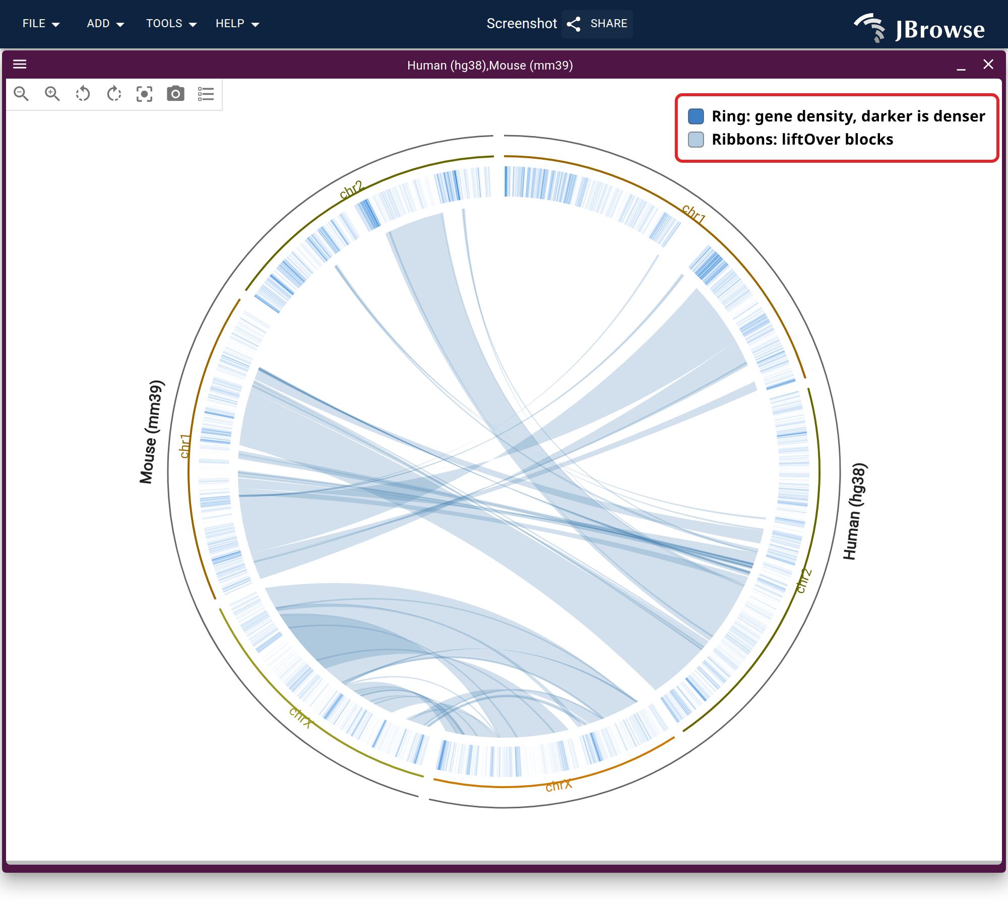 Human chr1, chr2 and chrX in one half of the circle and the mouse three in the other, the mouse arc mirrored. The autosomes' ribbons cross between the genomes; the X ribbons stay between the two X arcs, and no ribbon leaves either X for an autosome.