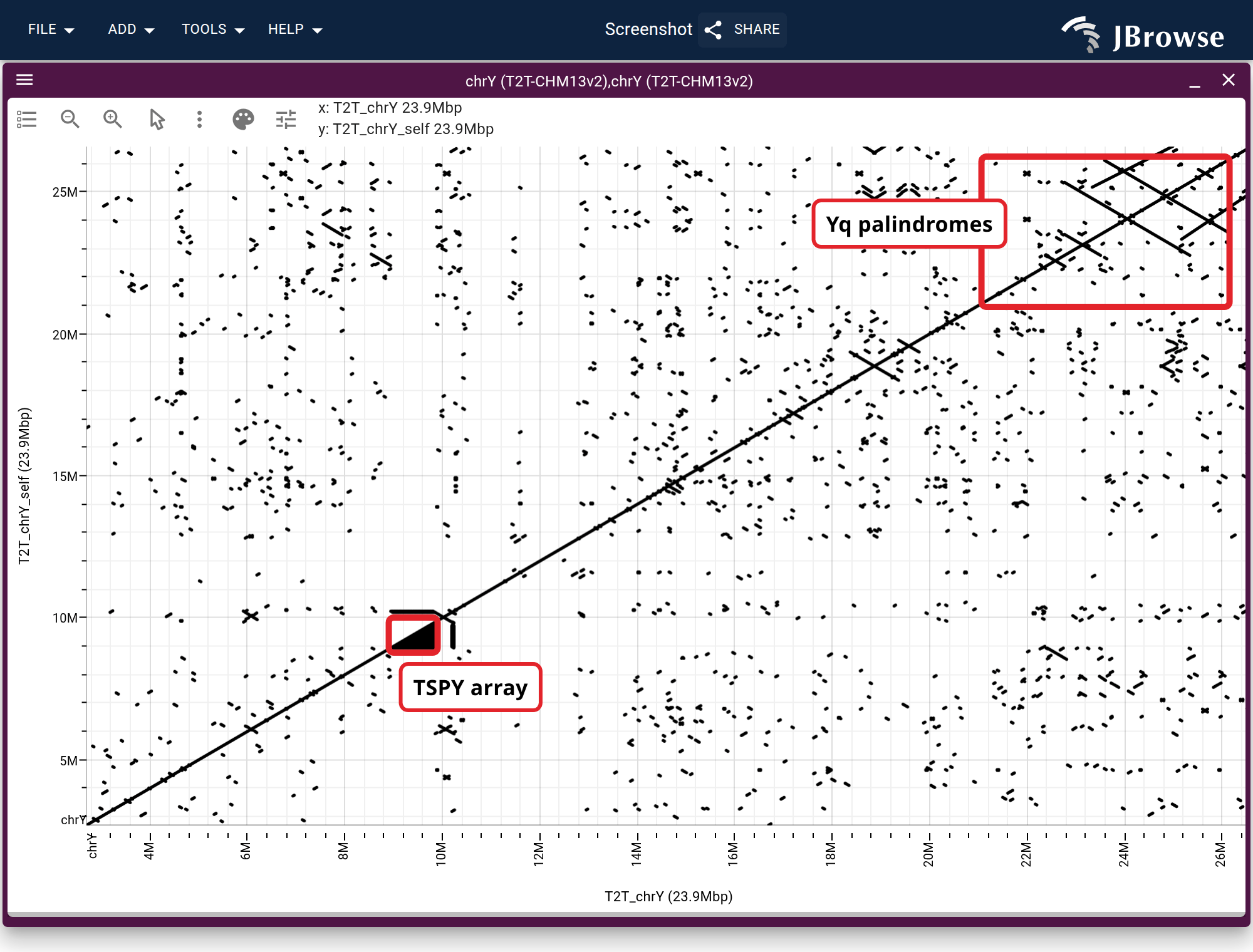 T2T-CHM13v2 chrY aligned to itself over the euchromatic male-specific region, at a 25 kb minimum length. Boxed on the diagonal, the TSPY tandem array; boxed off it, the P1 to P5 Yq palindrome family, each arm matching its inverted copy.