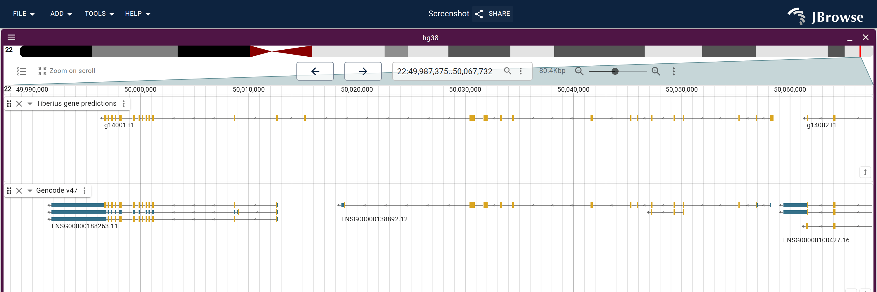 One Tiberius model spans IL17REL (ENSG00000188263) and TTLL8 (ENSG00000138892), which GENCODE annotates as separate genes. MLC1 on the right gets a separate prediction.