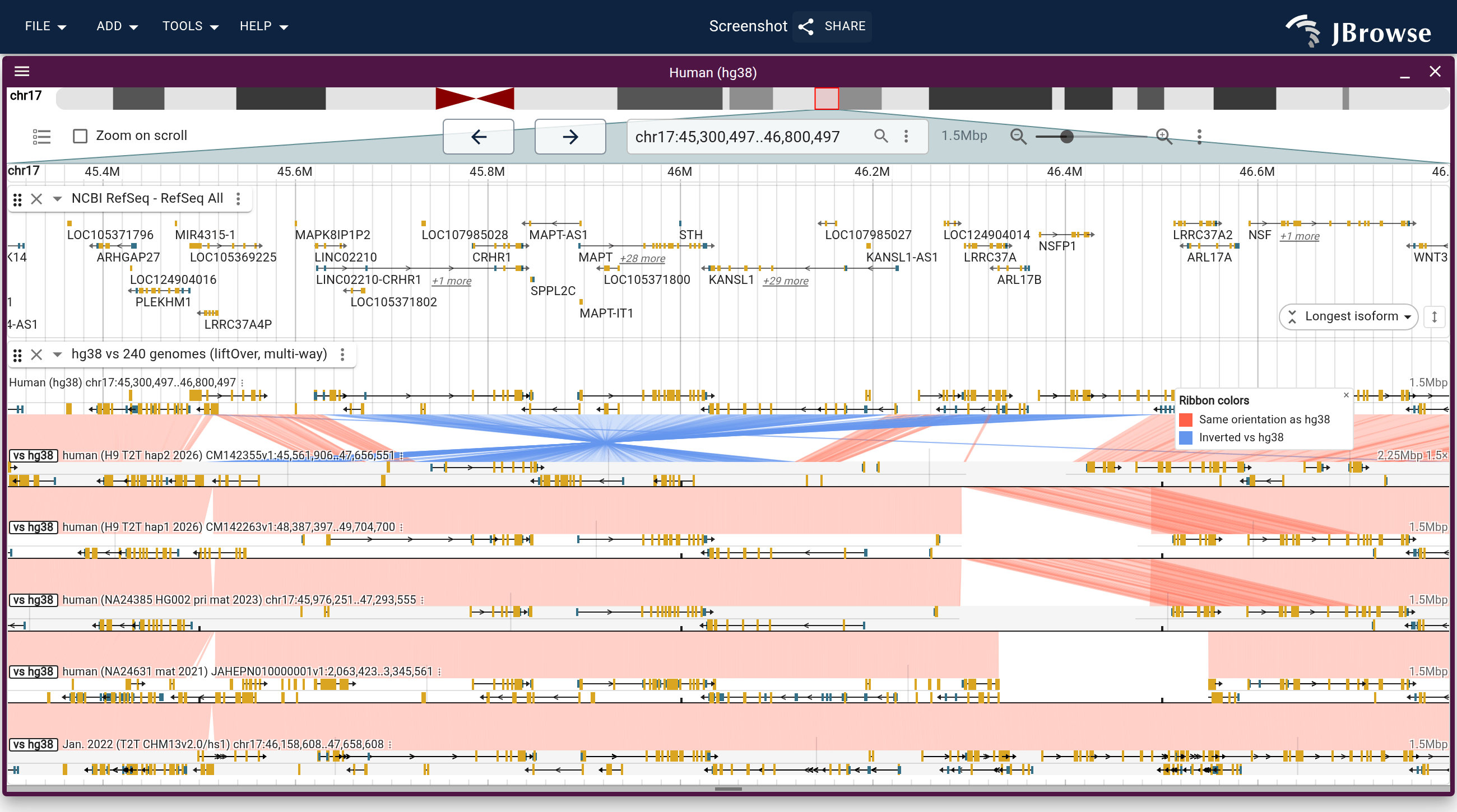 hg38 from MAPT to NSF over five T2T haplotypes, ribbons colored by strand. The H9 hap2 lane, beside hg38, is the inverted H2 haplotype: its ribbons turn blue across MAPT and KANSL1. Its partner hap1 and the other three haplotypes run red throughout.