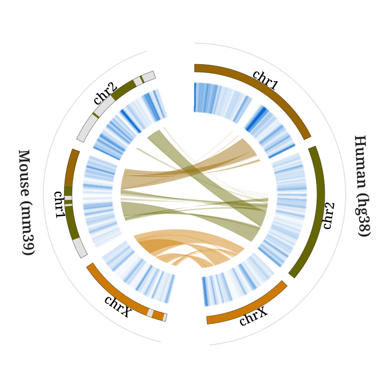 Human chromosomes 1, 2 and X against their mouse counterparts on one circle, liftOver ribbons inside a gene density ring for both genomes