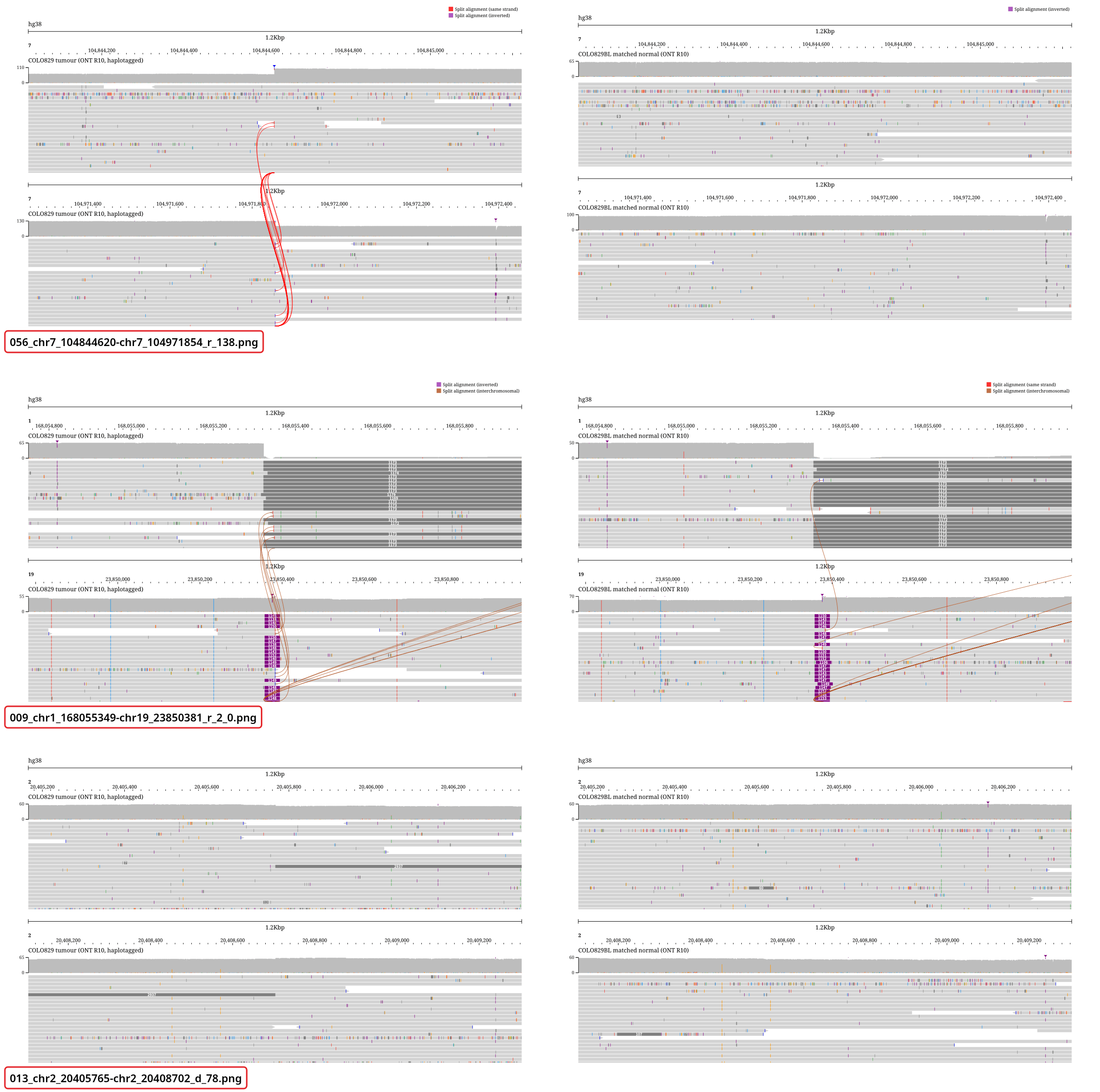 Three rows of the two batch directories, tumor on the left and the matched normal on the right, each labelled with its file name. The chr7 junction has a fan of curves in the tumor and none in the normal. The chr1 to chr19 junction has curves in both. The chr2 deletion has no curve in either; one tumor read has it as a gap through both panels.
