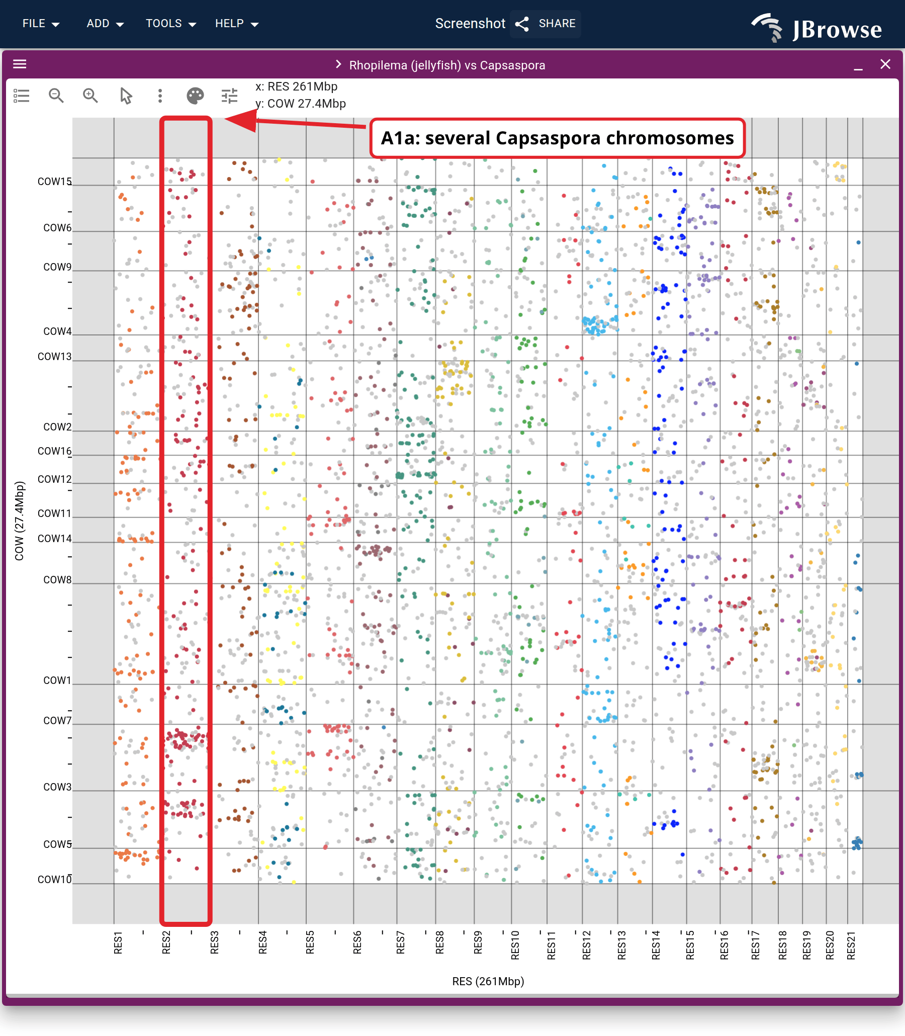 The jellyfish against Capsaspora, sorted and colored the same way. Each group spreads over several Capsaspora chromosomes, and fewer of the points gather into clusters than in the comb jelly.