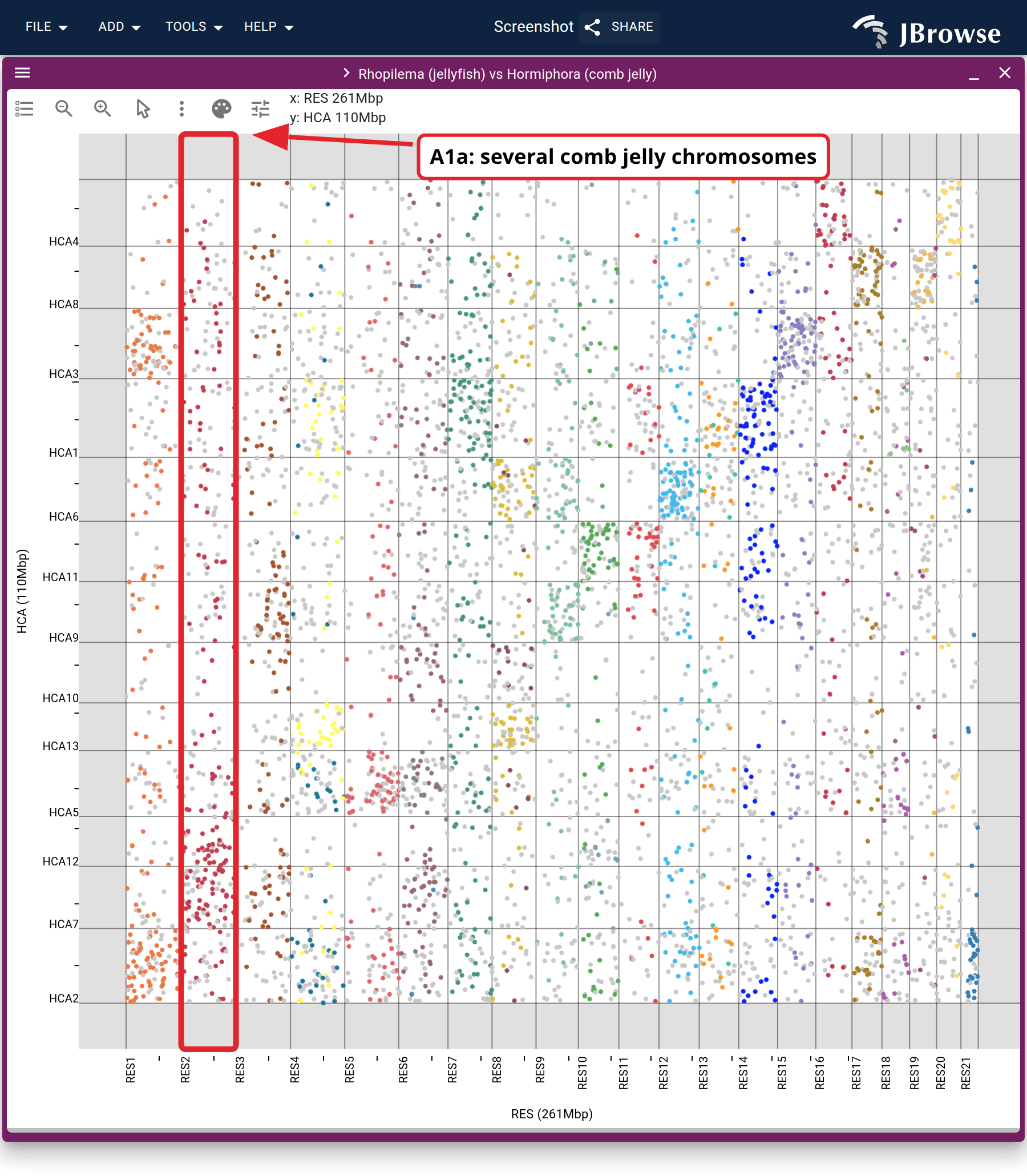 The jellyfish against Hormiphora, sorted and colored the same way. The groups still favor particular comb jelly chromosomes, and each one is spread over several of them.