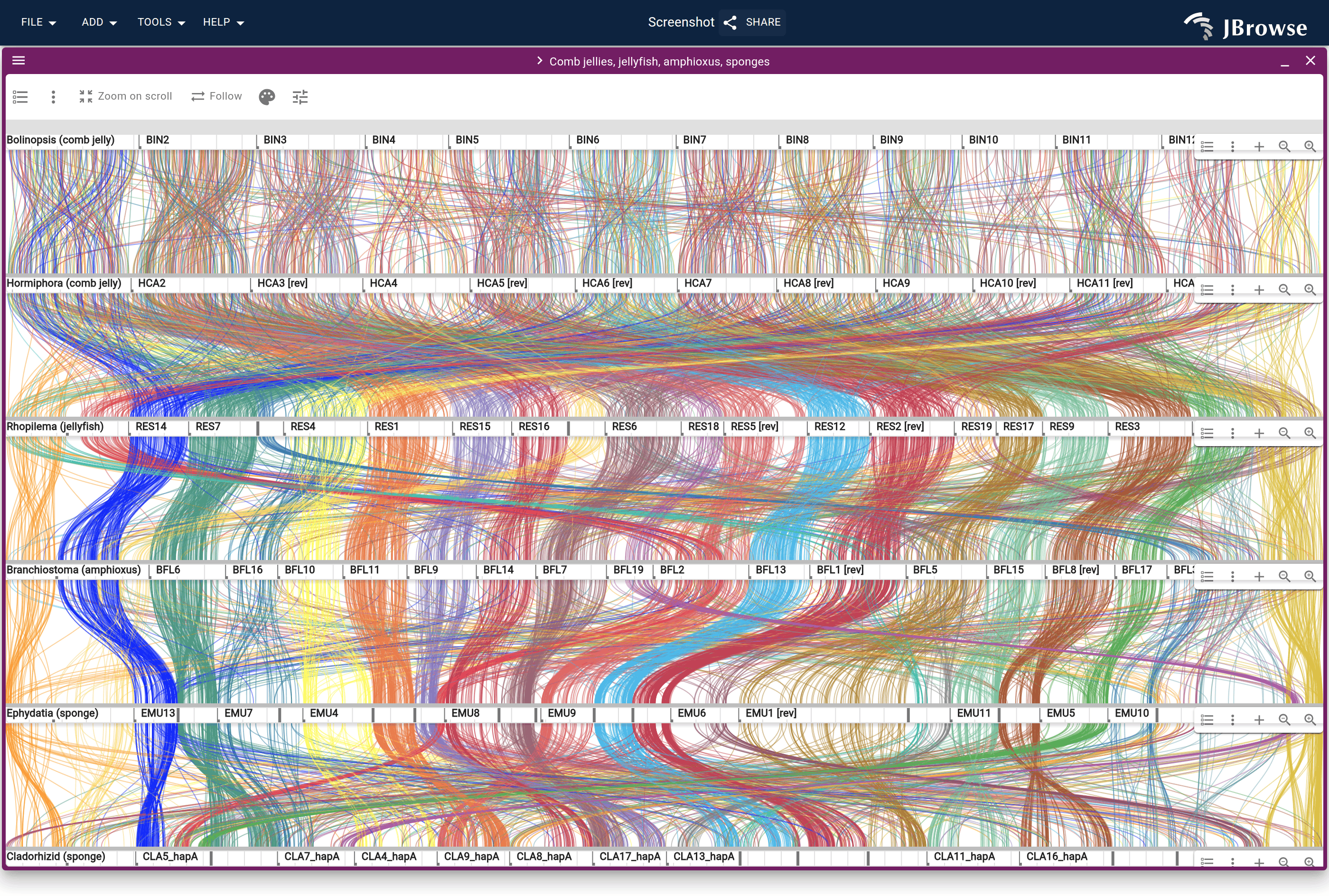 Six genomes stacked in the order of the paper's figure 1d, ribbons colored by linkage group and only the grouped orthologs drawn. Between the two comb jellies each chromosome pairs with one chromosome. Between the comb jelly and the jellyfish every comb jelly chromosome fans out over several jellyfish chromosomes. From the jellyfish down through amphioxus and the two sponges the groups travel as bundles, one chromosome to one chromosome.