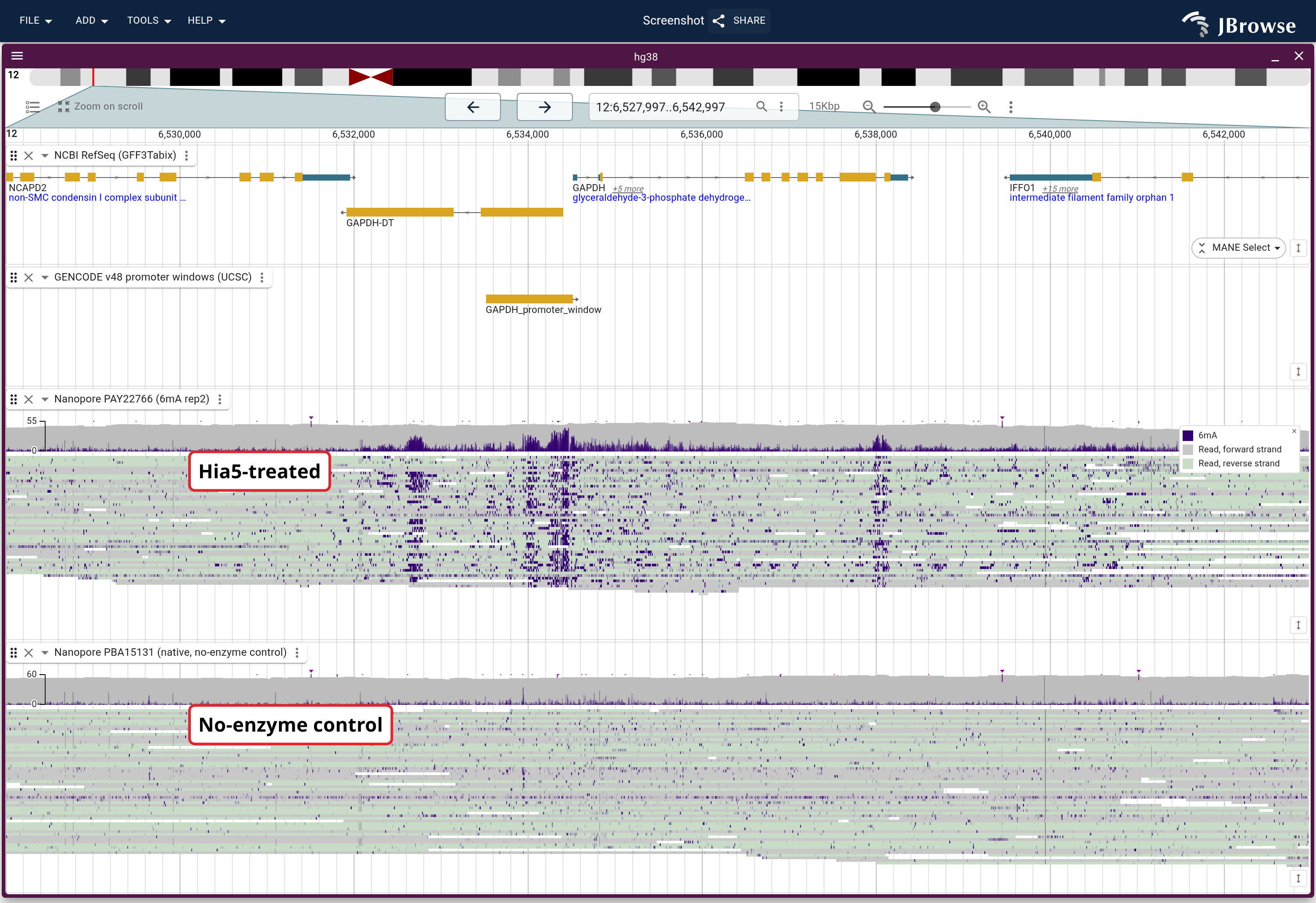 ONT HG002 fiber-seq at the GAPDH promoter in modifications mode, where purple marks are 6mA calls left on accessible DNA. The treated sample (top) piles them over the promoter; the no-enzyme control (bottom) carries only scattered background.