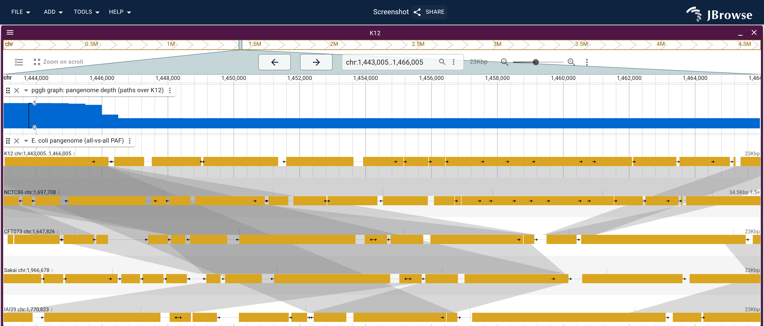 The paa operon island on K-12, read twice: the pangenome graph-depth wiggle steps down where fewer genomes carry the sequence, and the all-vs-all lanes below name them. K-12 and NCTC86 carry the island, and the white wedges in the ribbon bands are the strains whose alignment skips it.
