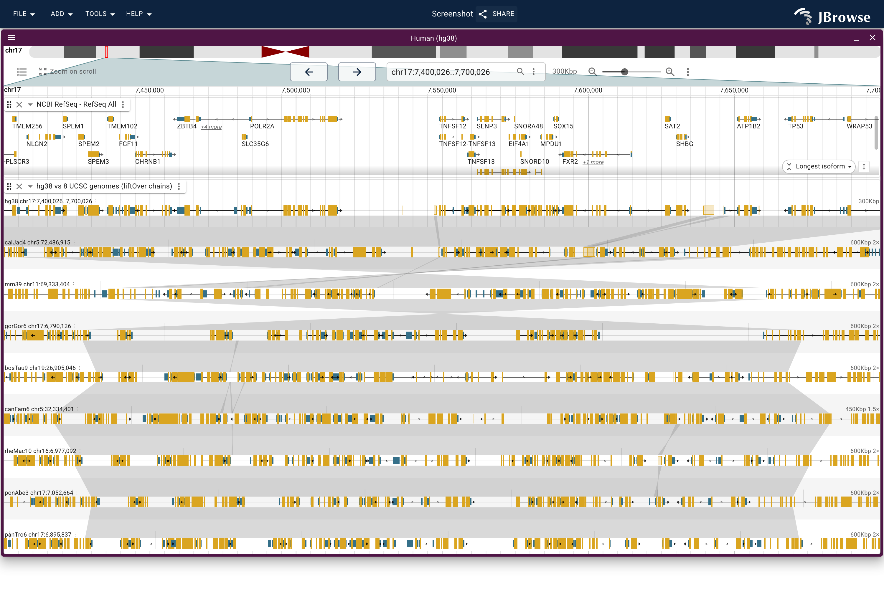 The TP53 neighbourhood on hg38 over eight UCSC genome lanes from one composed liftOver track, each lane drawing its own RefSeq gene models on its own chromosome. Every lane places the window as one straight block.