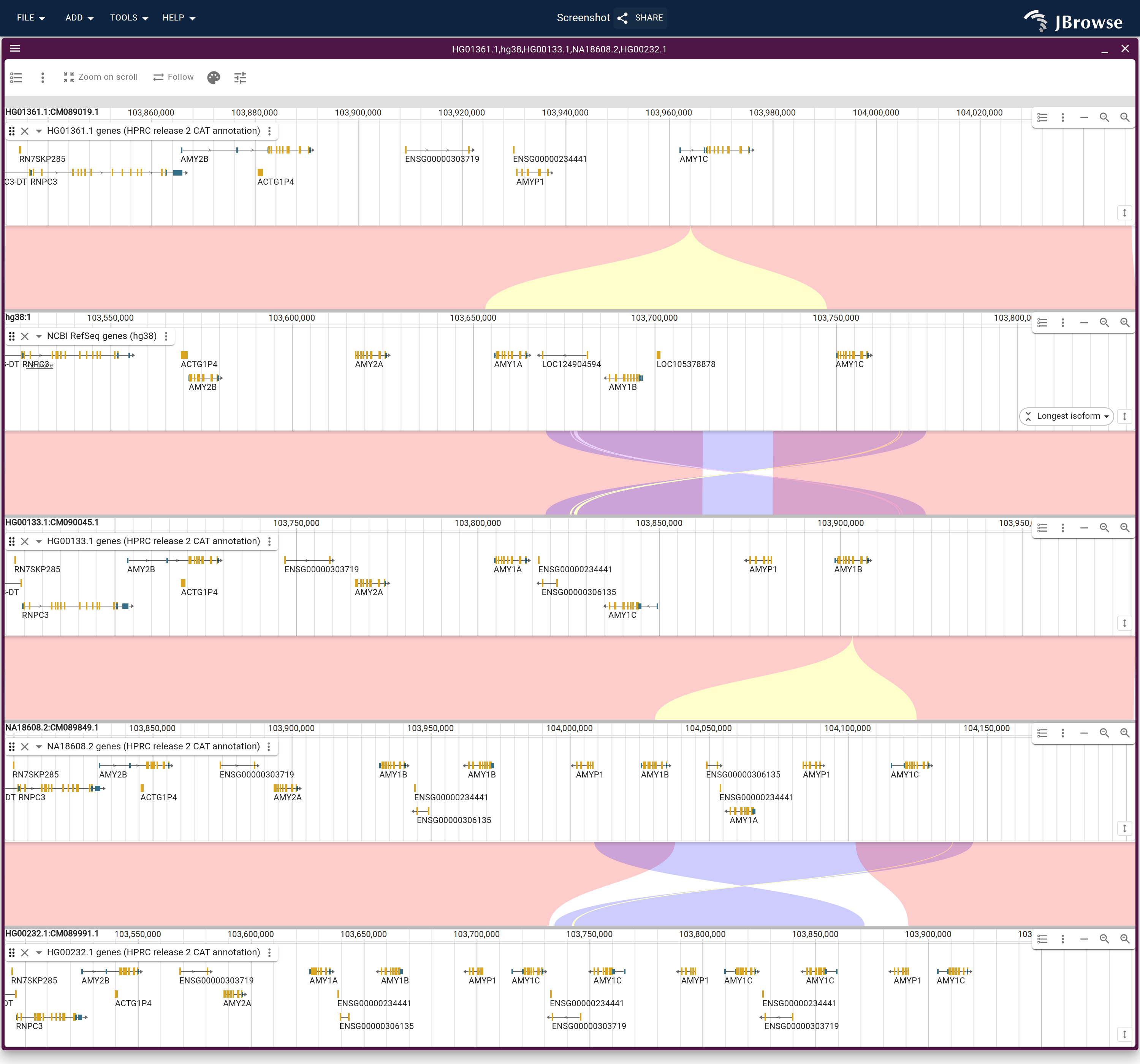 One haplotype of each common amylase structure, from one AMY1 copy at the top to seven at the bottom, each with its own gene track and each aligned to the row under it, colored by strand. The two three-copy rows align straight through. One copy to three and three to five each open a wedge over the genes only the longer row carries.