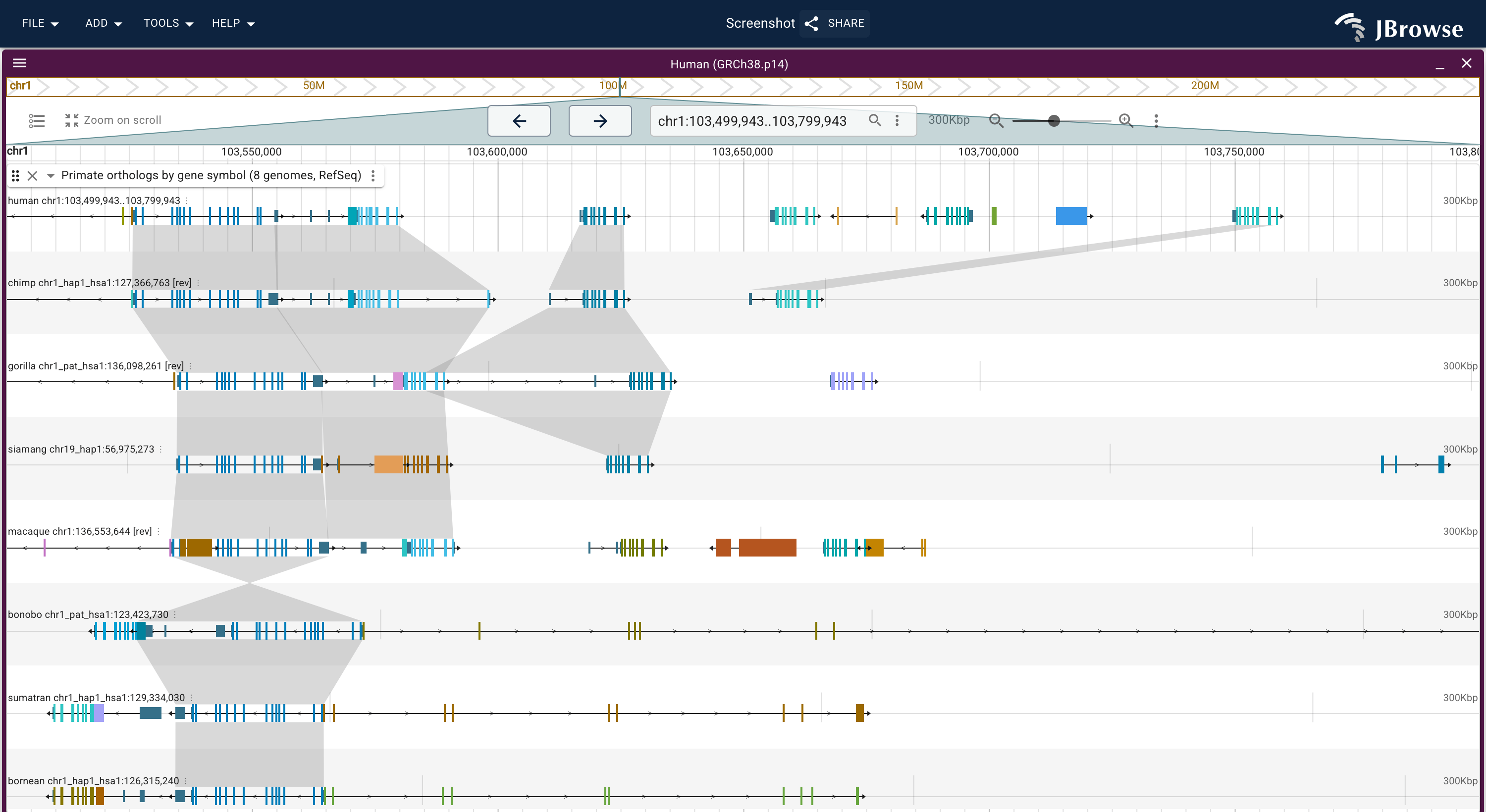 The amylase cluster on human chr1 over the seven primate lanes. The flanking genes chain down the stack; the amylase copies in each lane are drawn from that genome's annotation and joined to nothing.