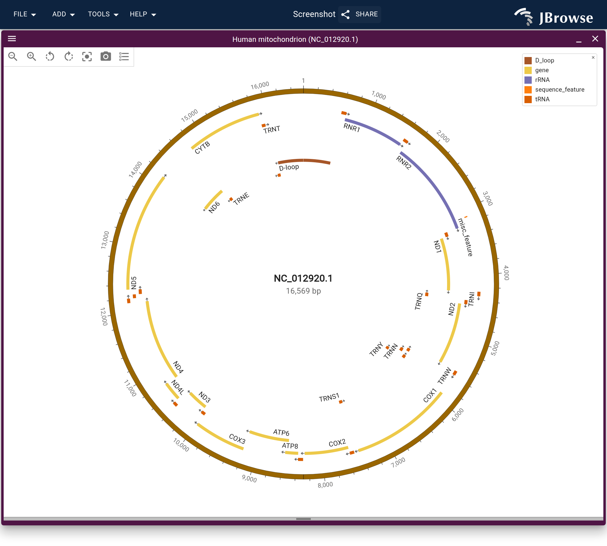 The human mitochondrial genome NC_012920.1 as a circle, with the NCBI genes grouped by strand and colored by type. The outer row holds the plus-strand genes, the inner row the minus-strand ones: ND6 among the protein-coding genes, a handful of tRNAs, and the D-loop, which runs across position 1 as one arc.