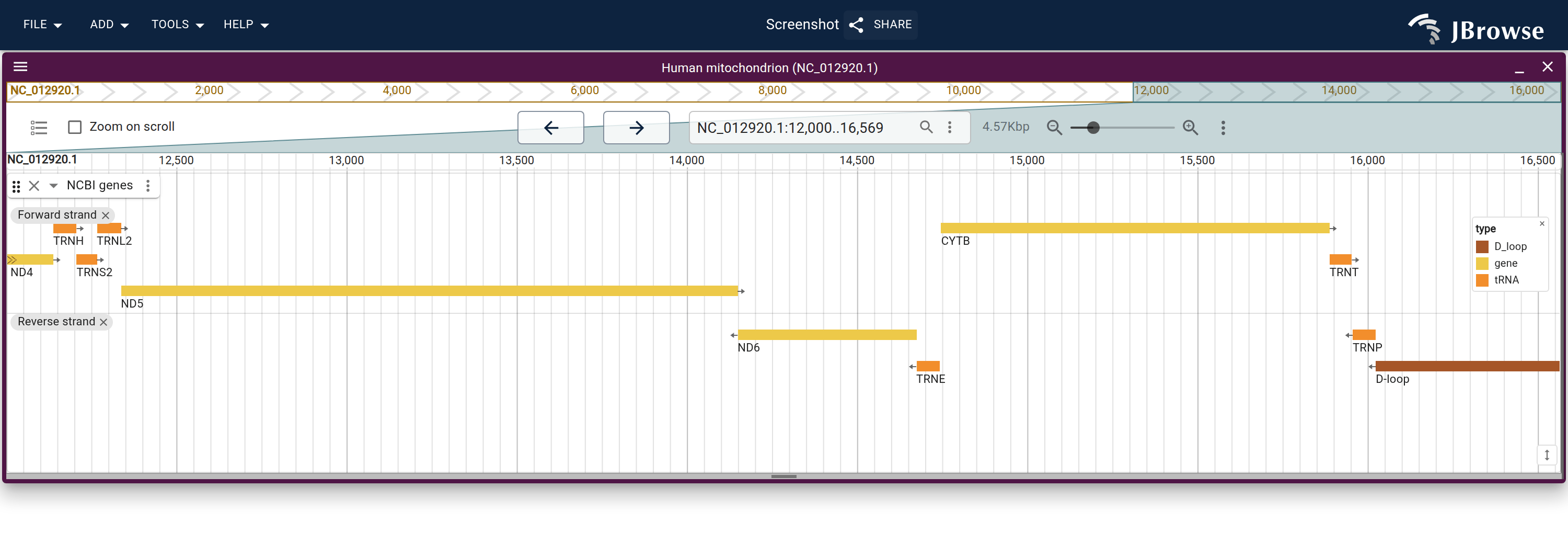The last few kilobases of NC_012920.1, the NCBI genes grouped by strand. ND5 and CYTB run on the plus strand with ND6 between them on the minus strand. The D-loop's piece before the origin runs to the end of the sequence.