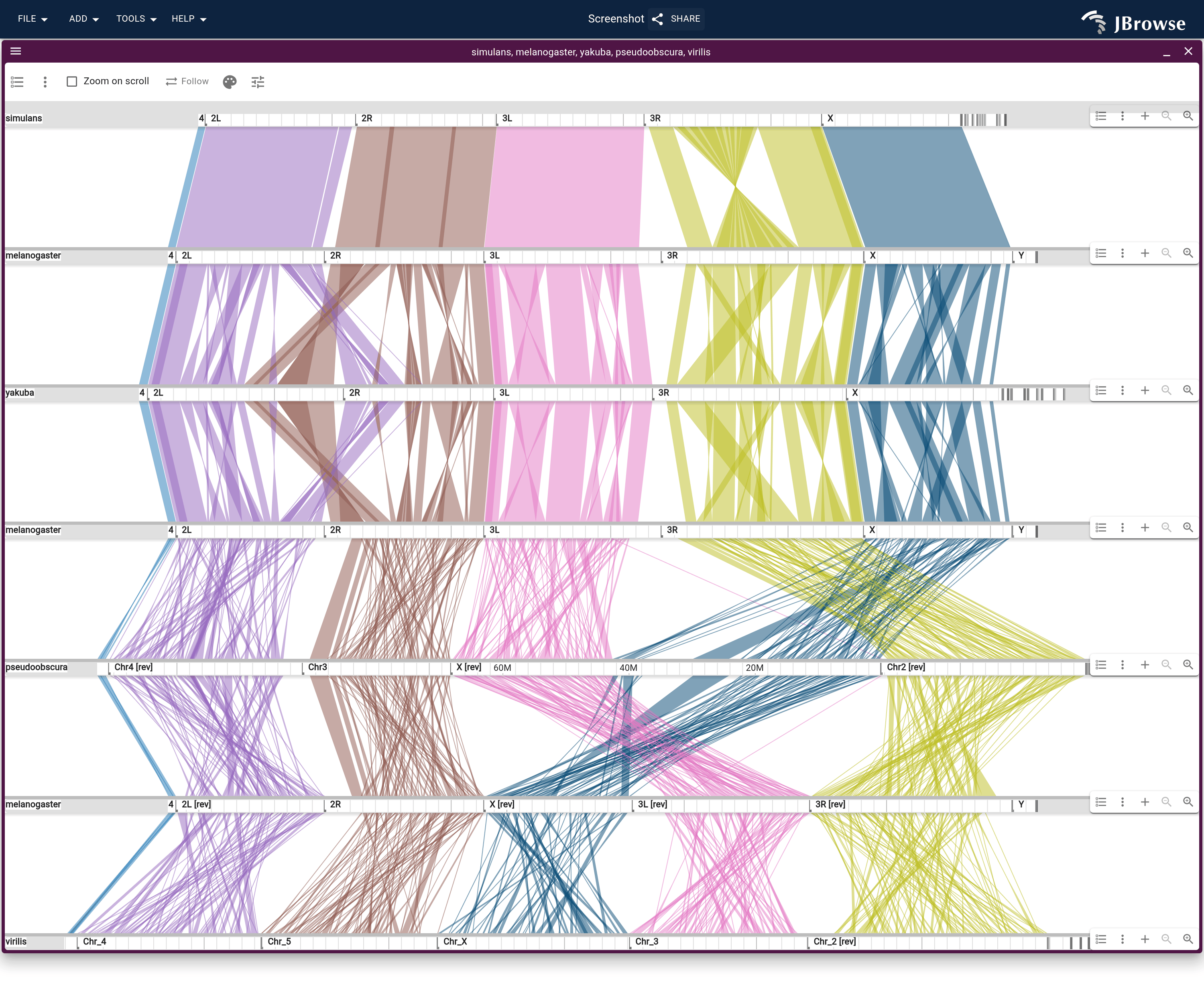 The stack above drawn from the drosophila_blocks track, one ribbon per collinear block. simulans keeps each melanogaster arm in a few long blocks and yakuba in more, while pseudoobscura and virilis break every arm into many short ones. Nearly every block stays inside one arm.