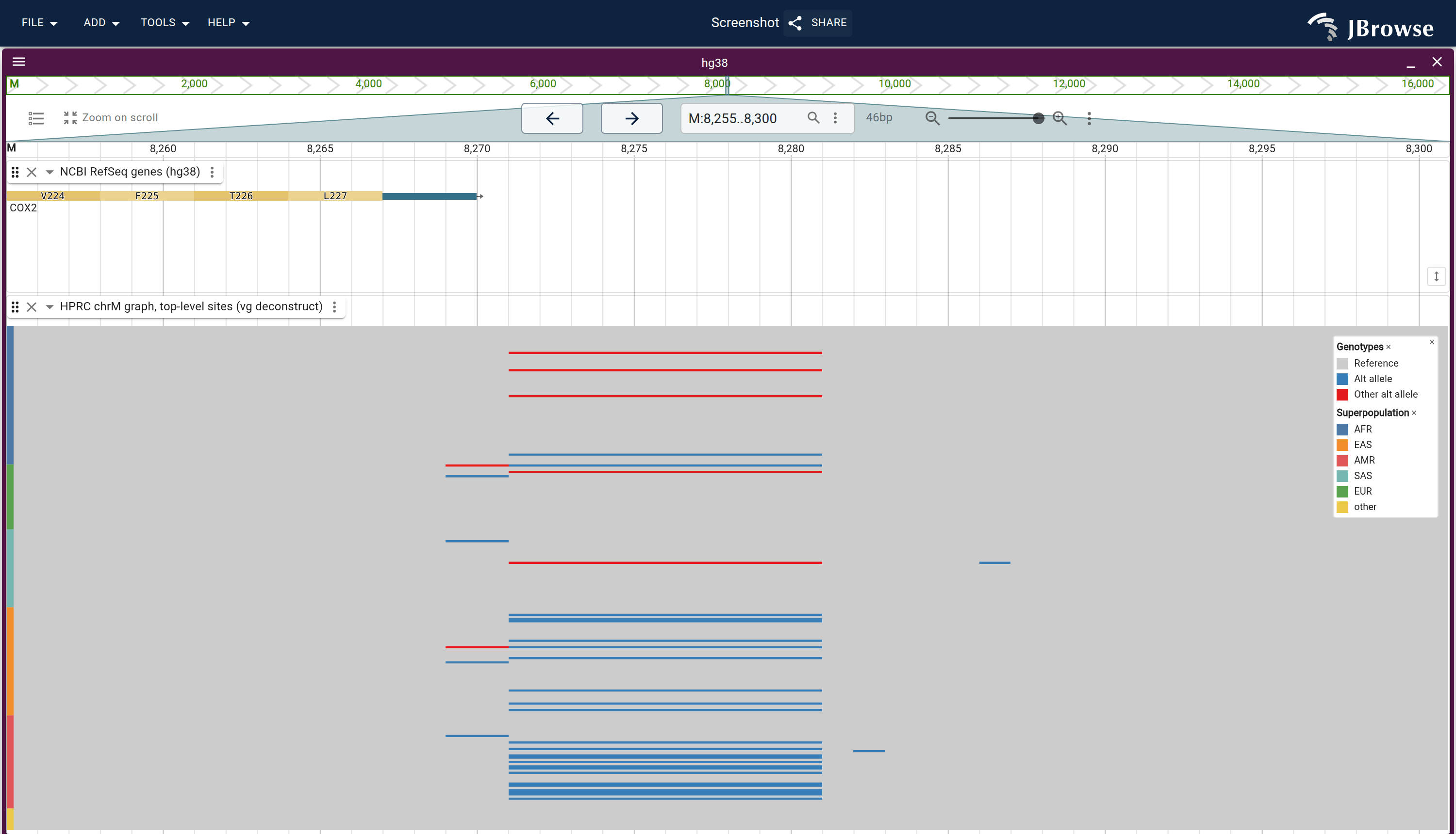 The same site as one row per haplotype, grouped by 1000 Genomes superpopulation, under the end of COX2. Blue rows carry the 9 bp deletion and red rows another allele of the motif. The deletion's rows sit in the East Asian and admixed American groups.