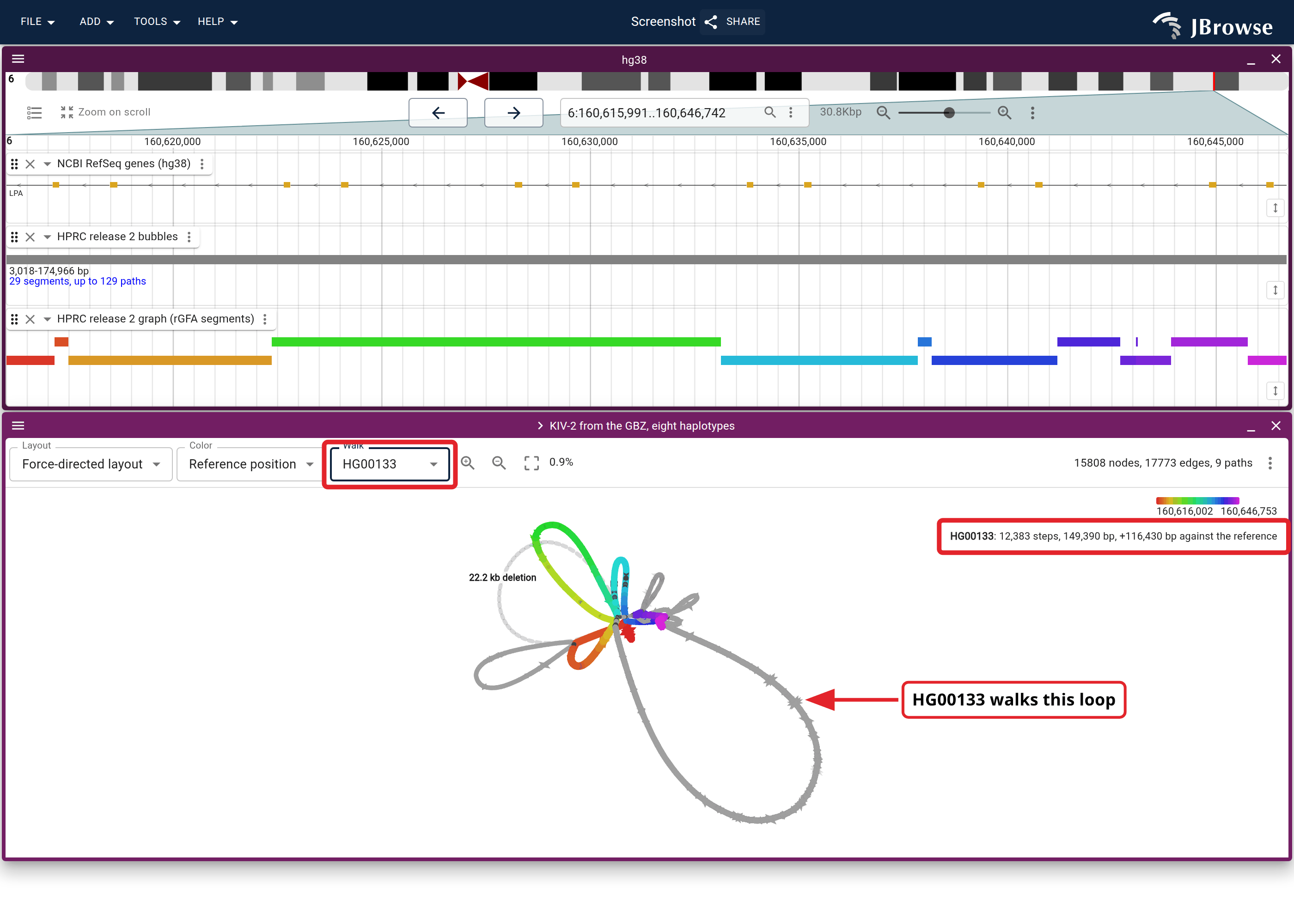 The eight-haplotype cut under the same window's genes, bubble and rGFA segments, with HG00133 picked in the Walk dropdown. The labelled loop is copies HG00133 walks and GRCh38 does not, its links drawn dark, and the readout states the walk's excess over GRCh38.