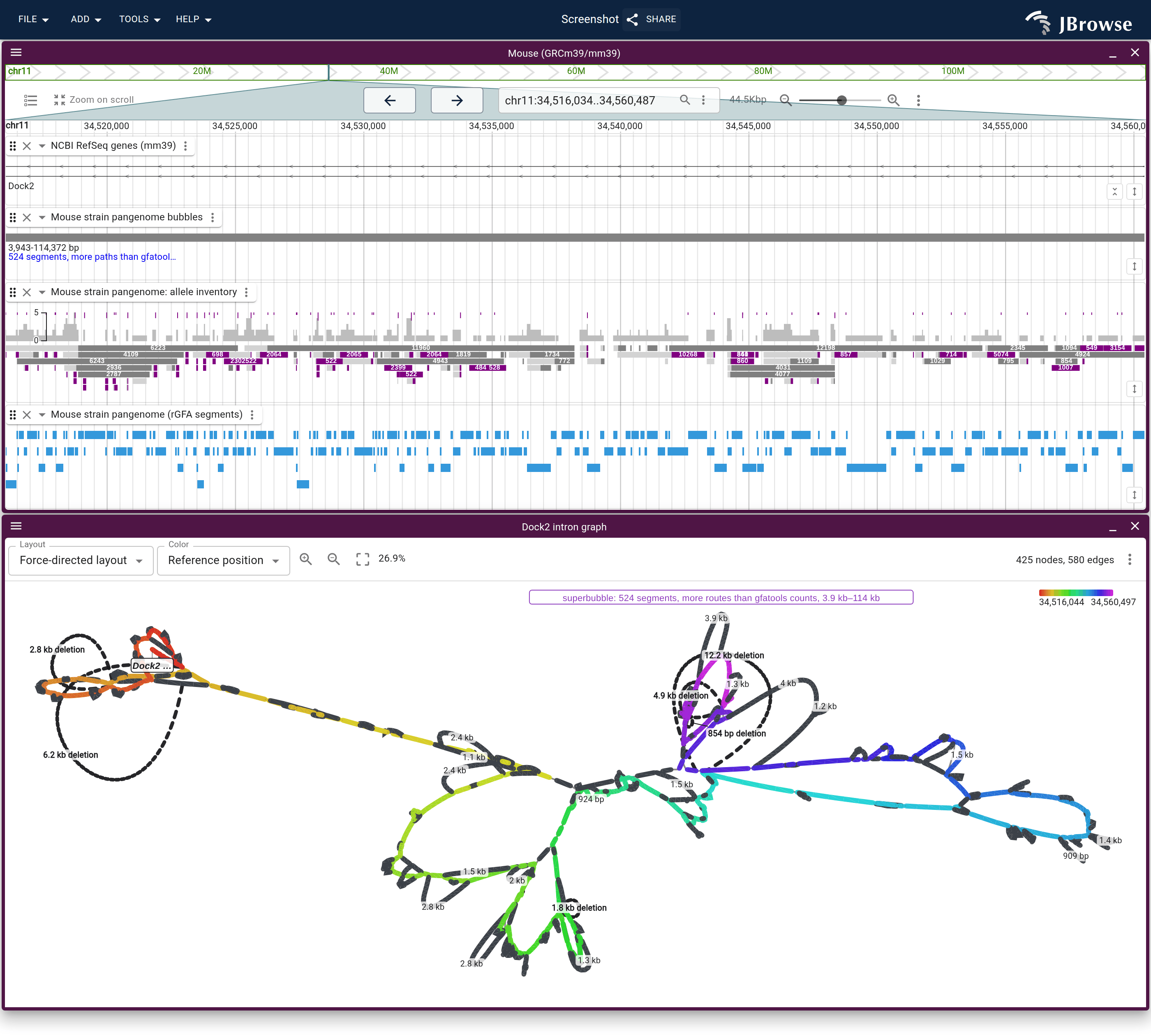 The densest bubble in the mouse graph that still fits in one cut, found by ranking the coarse tier and named off the reference annotation. The gene lane holds nothing but intron, the bubbles lane is a single row, the allele inventory draws each alternative path at its real size, and the graph carries one label naming the whole cut as a superbubble, with Dock2 pinned under the backbone.