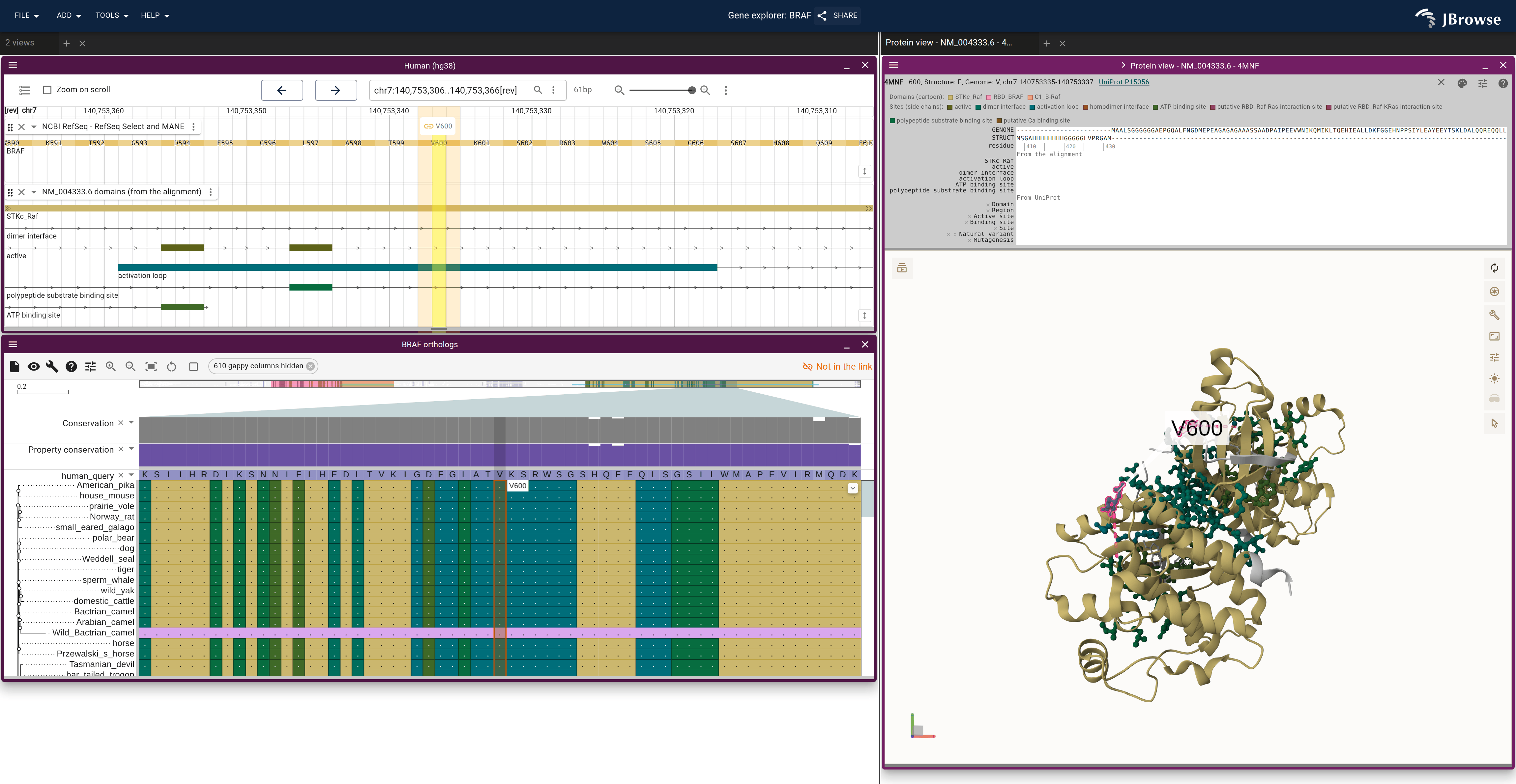 BRAF in three linked views, colored by the alignment's domains and sites: the genome's domain track, the alignment's rows and the 4MNF cartoon, with each site's side chains as sticks.