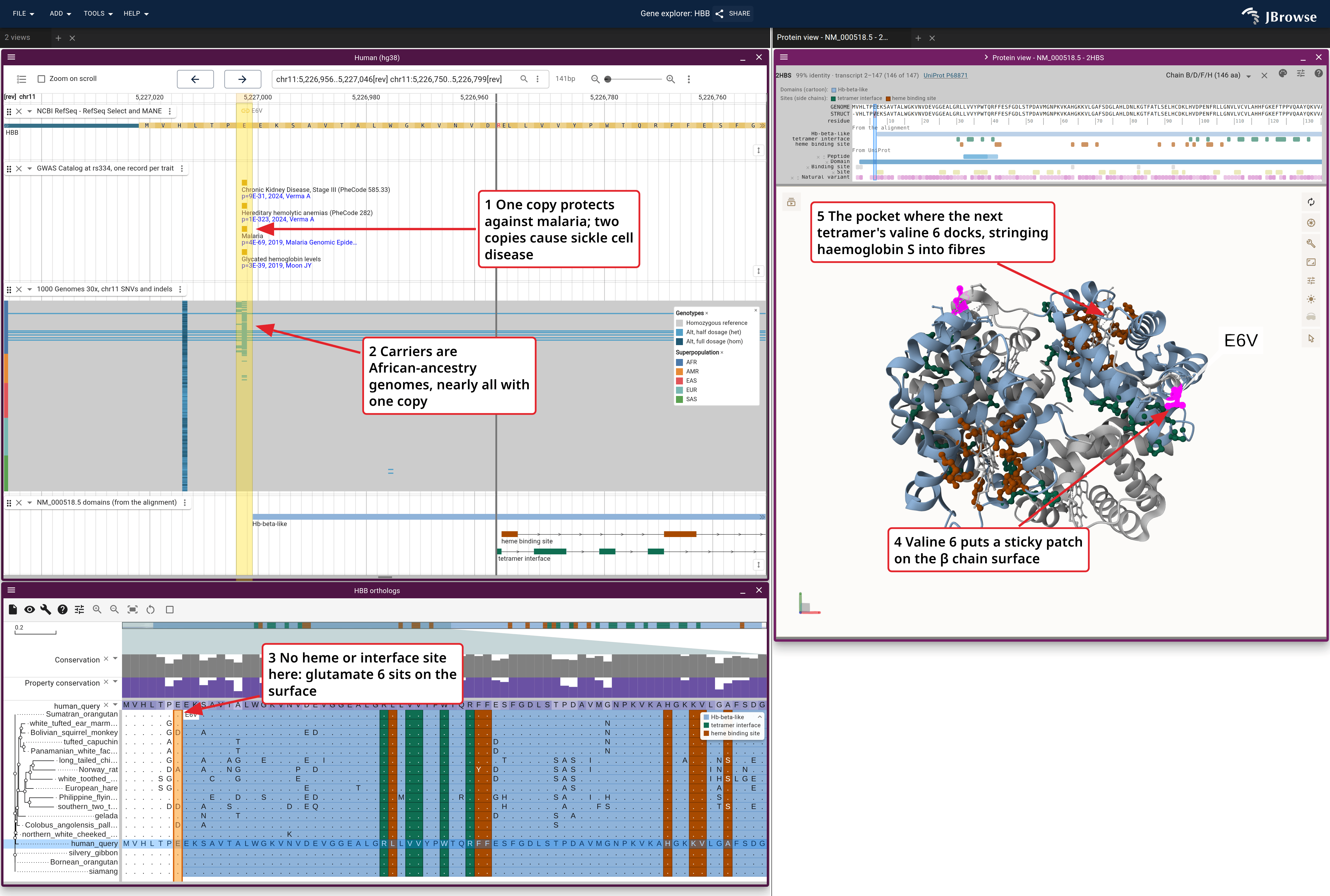 HBB in three linked views: the genome's GWAS, 1000 Genomes and domain tracks, the alignment's rows and the 2HBS cartoon, colored by the alignment's domains. On the structure a cartoon color marks a domain and side-chain sticks mark a site.