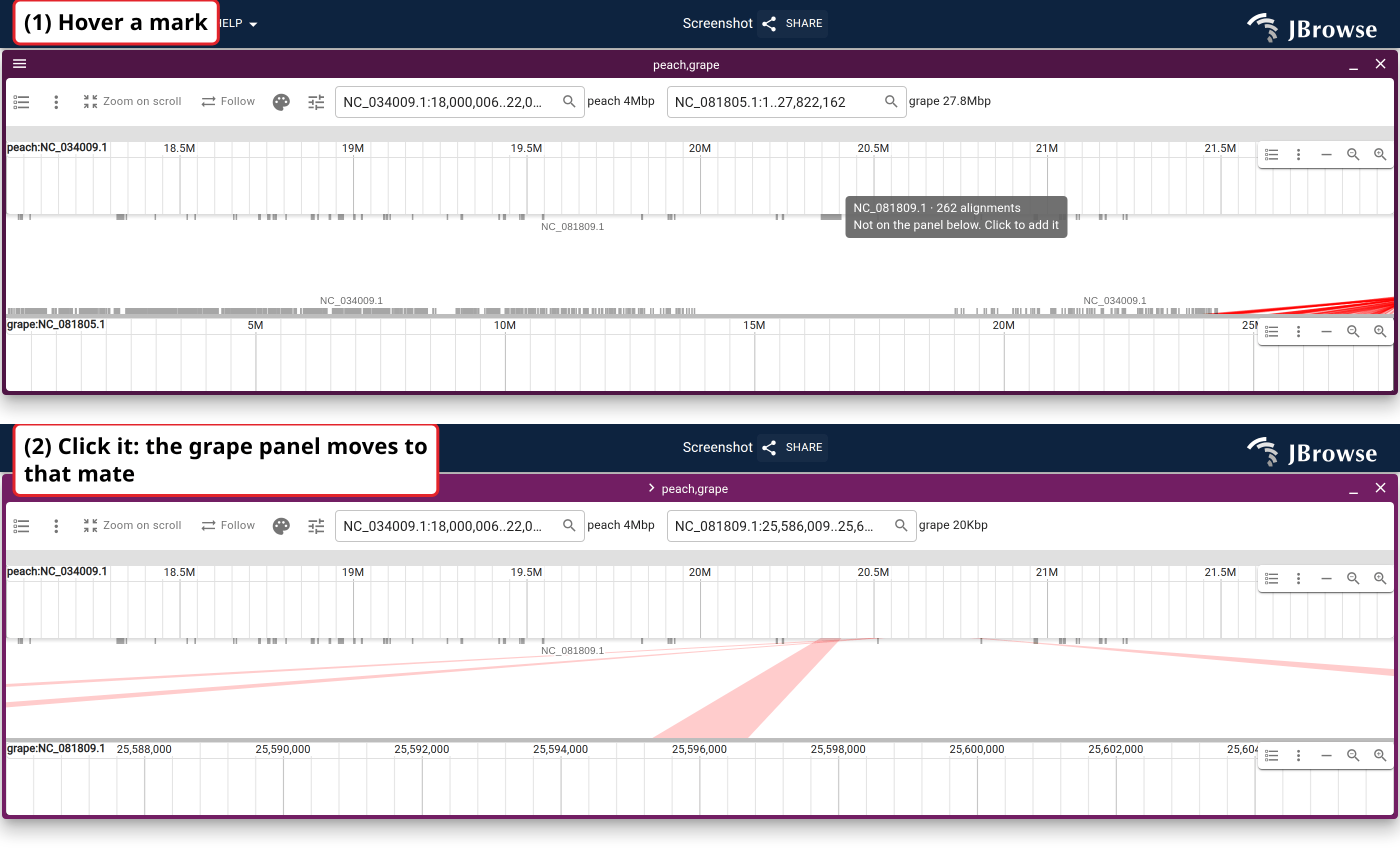 A window of peach chromosome 1 where the grape chromosome stacked under it has no alignments. Above, a hovered mark names the grape chromosome its alignments go to and what a click does. Below, the click has added that chromosome to the grape panel at the mate's locus, and the mark is a ribbon.