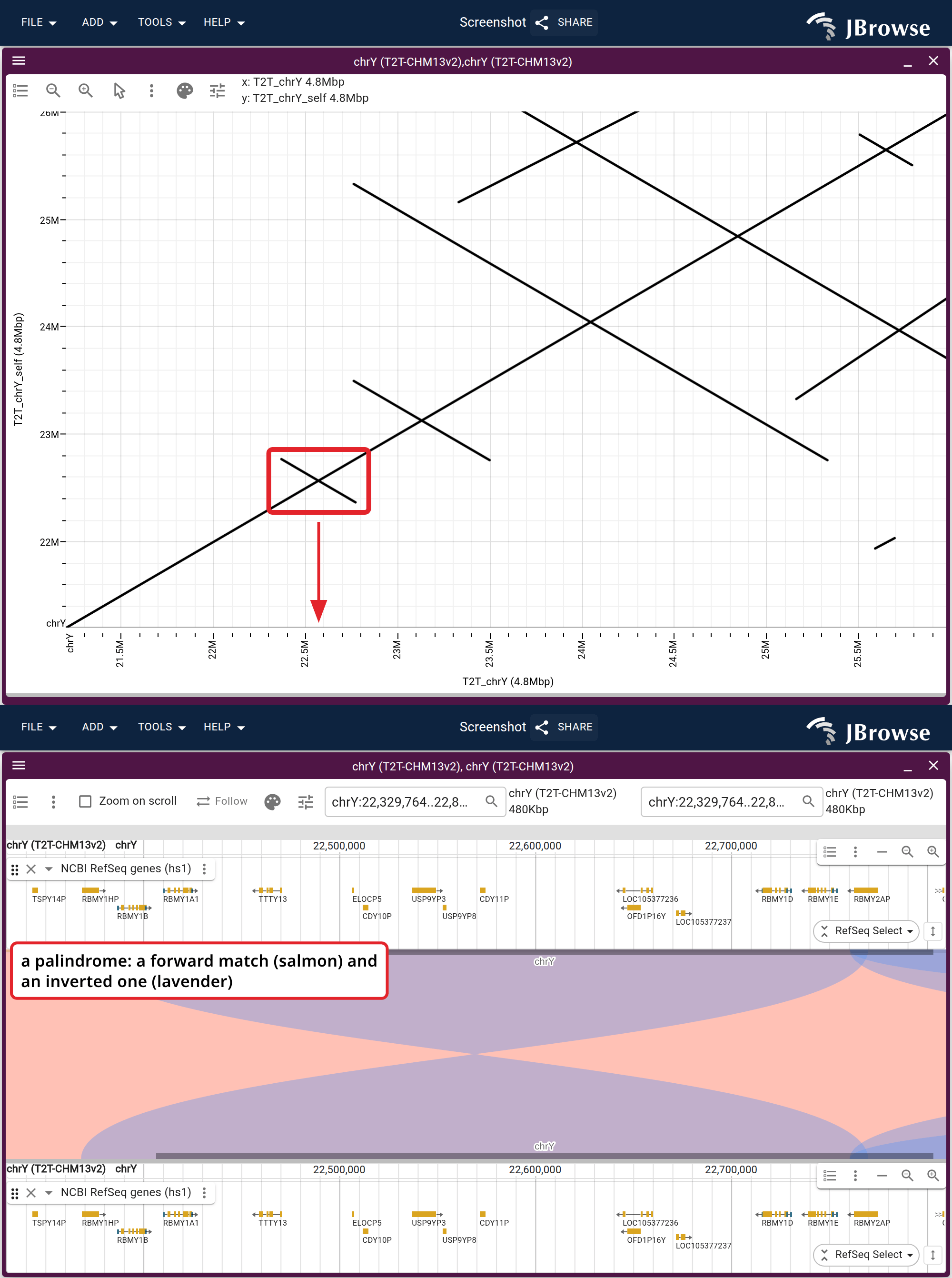 Top, the boxed 4.8 Mb replotted on its own at a 100 kb minimum length, where four crossings remain. Bottom, one of them in a linear synteny view, colored by strand, with the genes beneath each panel. The pinched lavender ribbon is the inverted alignment.