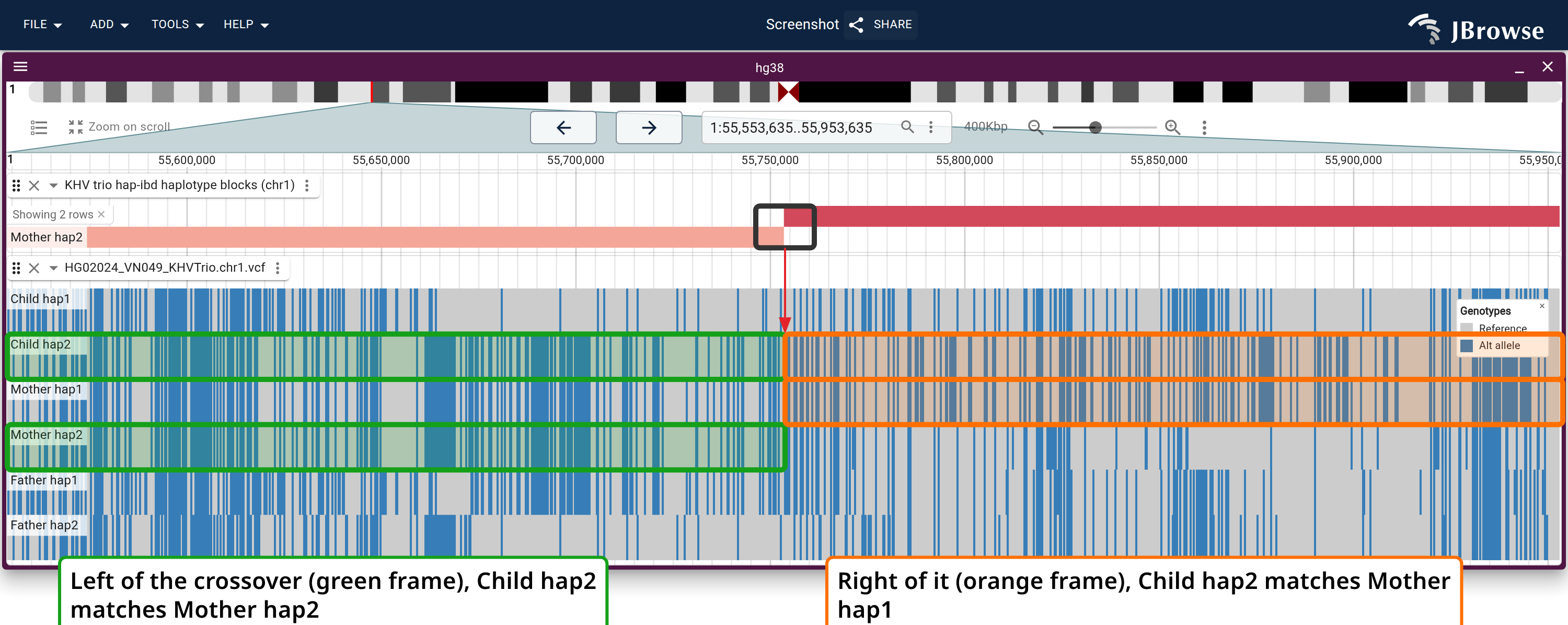 Maternal crossover at chr1:55,753,613, in a 400 kb window, the same idea in a different palette: the painting steps from Mother hap2 to Mother hap1, and the frames tie Child hap2 to each in turn.