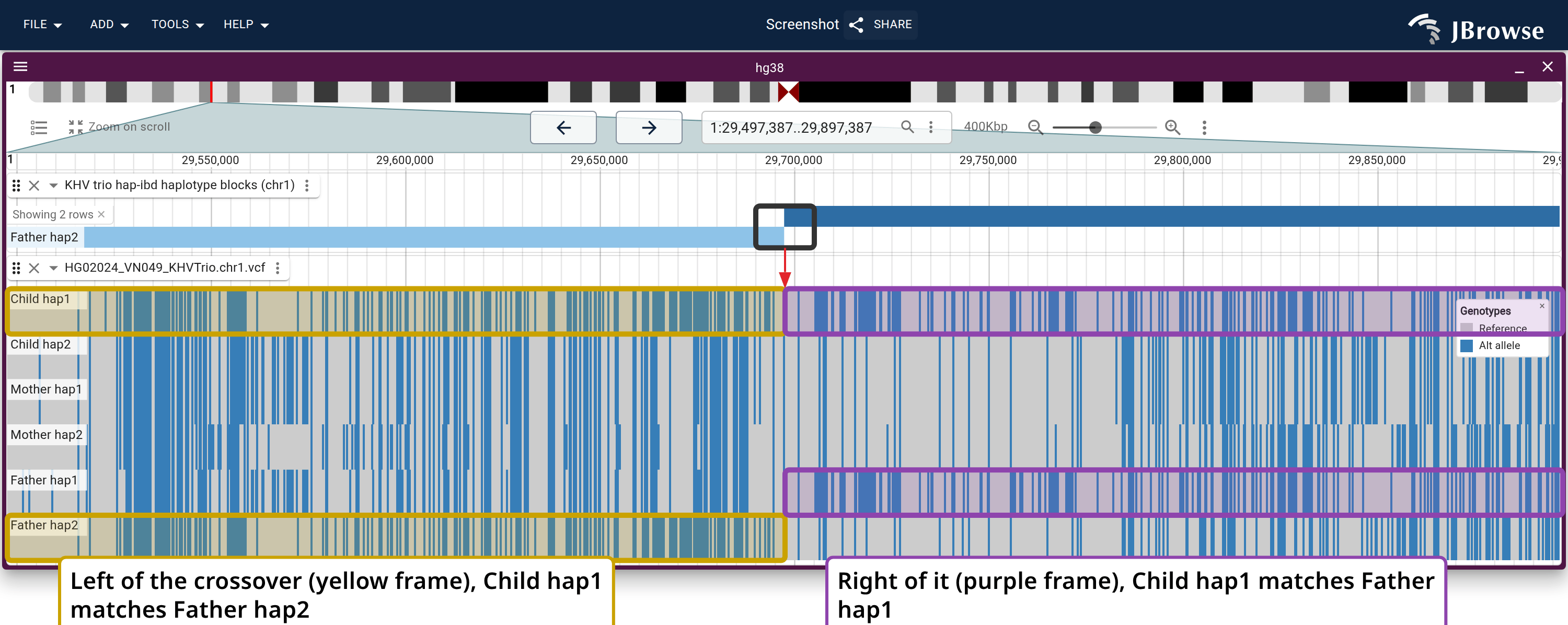 Paternal crossover at chr1:29,697,418, in a 400 kb window. The painting steps from Father hap2 to Father hap1, and the tinted frames read that switch off the raw genotypes.