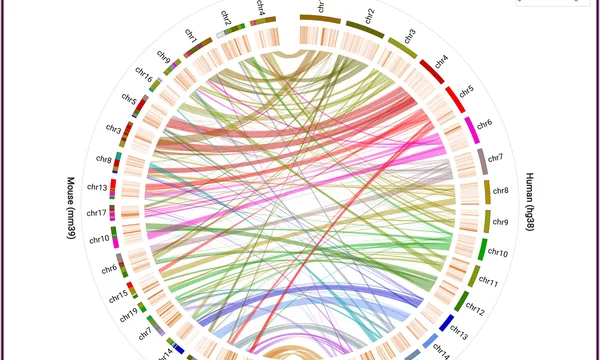 Preview of Synteny on a circle (human and mouse)