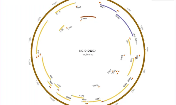 Preview of A map of the human mitochondrial genome
